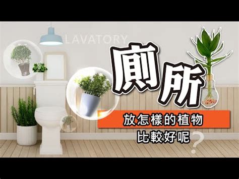 適合放廁所的植物|廁所放什麼植物好？4種耐陰且好照顧的植物推薦 